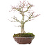 Acer palmatum, 28 cm, ± 15 anni