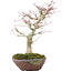 Acer palmatum, 28 cm, ± 15 jaar oud