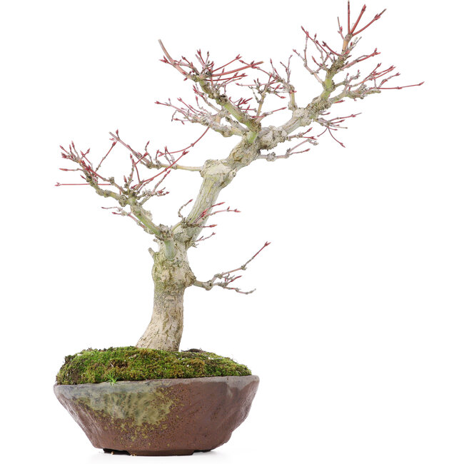 Acer palmatum, 28 cm, ± 15 jaar oud