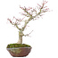 Acer palmatum, 28 cm, ± 15 jaar oud