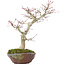 Acer palmatum, 28 cm, ± 15 years old