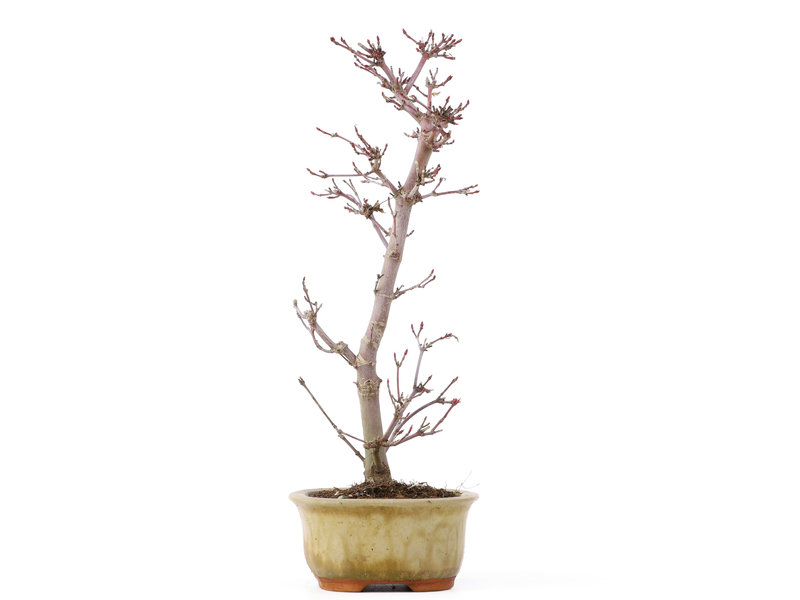 Acer palmatum Deshojo, 25 cm, ± 8 jaar oud