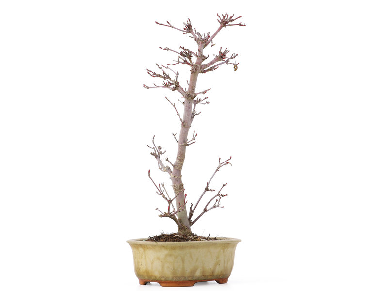 Acer palmatum Deshojo, 25 cm, ± 8 jaar oud