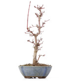 Acer palmatum Deshojo, 22 cm, ± 8 jaar oud