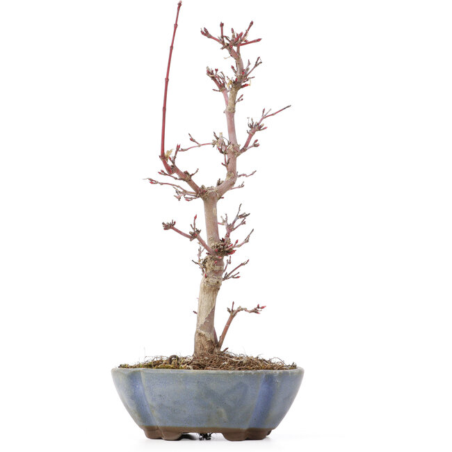 Acer palmatum Deshojo, 22 cm, ± 8 anni