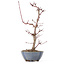 Acer palmatum Deshojo, 22 cm, ± 8 anni