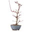 Acer palmatum Deshojo, 22 cm, ± 8 años