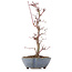 Acer palmatum Deshojo, 22 cm, ± 8 anni