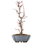 Acer palmatum Deshojo, 22 cm, ± 8 jaar oud