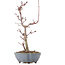 Acer palmatum Deshojo, 22 cm, ± 8 anni