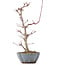 Acer palmatum Deshojo, 22 cm, ± 8 años