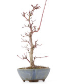 Acer palmatum Deshojo, 22 cm, ± 8 Jahre alt