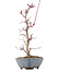 Acer palmatum Deshojo, 22 cm, ± 8 anni