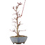 Acer palmatum Deshojo, 22 cm, ± 8 years old