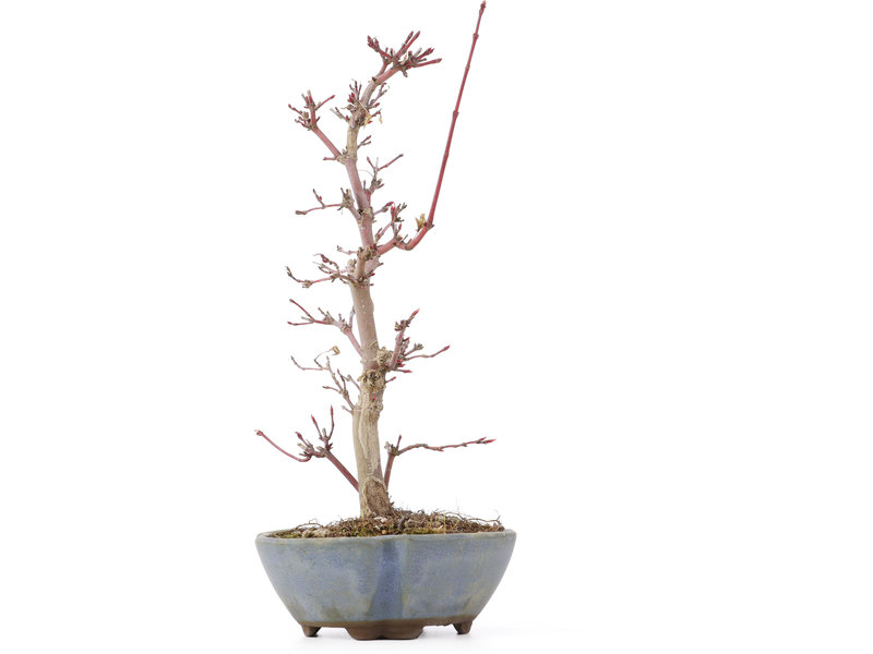 Acer palmatum Deshojo, 22 cm, ± 8 Jahre alt