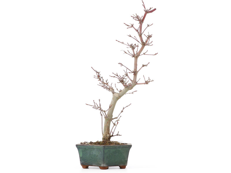 Acer palmatum Deshojo, 26 cm, ± 8 jaar oud