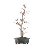 Acer palmatum Deshojo, 26 cm, ± 8 jaar oud