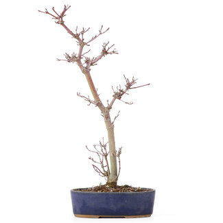 Acer palmatum Deshojo, 29 cm, ± 8 Jahre alt