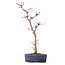 Acer palmatum Deshojo, 29 cm, ± 8 jaar oud