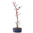 Acer palmatum Deshojo, 29 cm, ± 8 jaar oud