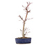 Acer palmatum Deshojo, 29 cm, ± 8 years old
