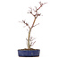 Acer palmatum Deshojo, 29 cm, ± 8 jaar oud