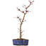 Acer palmatum Deshojo, 29 cm, ± 8 Jahre alt