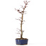 Acer palmatum Deshojo, 29 cm, ± 8 years old