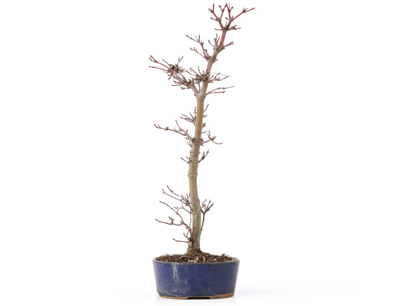 Acer palmatum Deshojo, 29 cm, ± 8 jaar oud