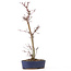 Acer palmatum Deshojo, 29 cm, ± 8 jaar oud