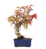 Acer palmatum, 14 cm, ± 8 jaar oud