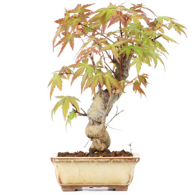 Acer palmatum, 16 cm, ± 8 years old