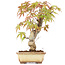 Acer palmatum, 16 cm, ± 8 jaar oud