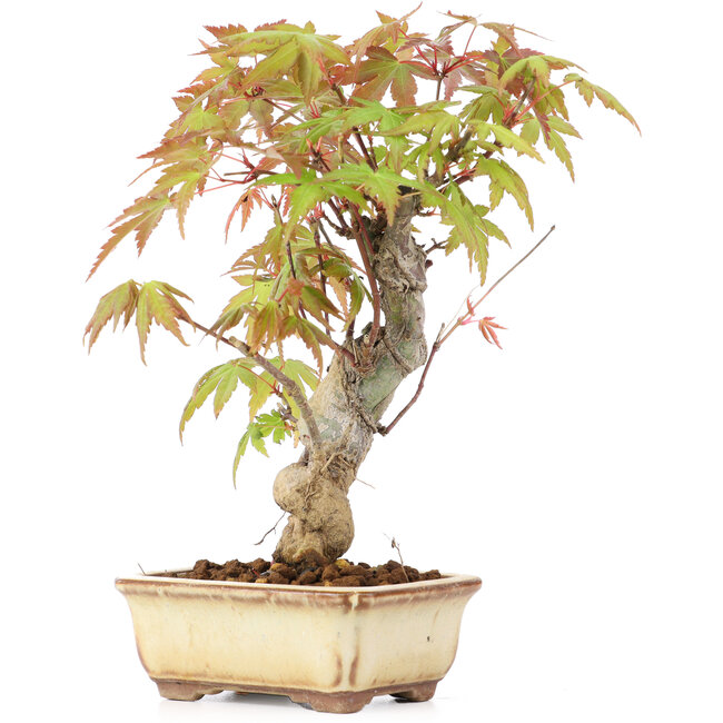 Acer palmatum, 16 cm, ± 8 ans