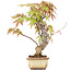 Acer palmatum, 16 cm, ± 8 anni