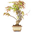 Acer palmatum, 16 cm, ± 8 Jahre alt