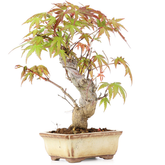 Acer palmatum, 16 cm, ± 8 ans