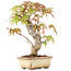 Acer palmatum, 16 cm, ± 8 jaar oud