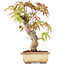 Acer palmatum, 16 cm, ± 8 ans