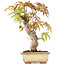 Acer palmatum, 16 cm, ± 8 jaar oud