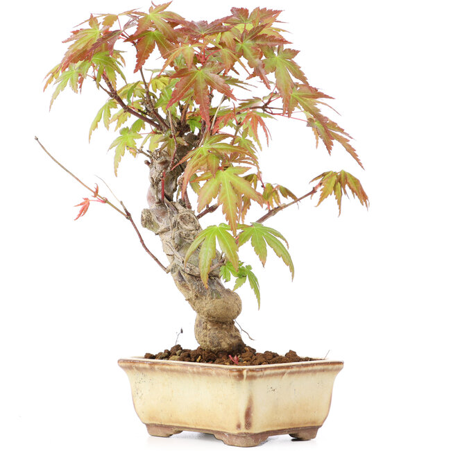 Acer palmatum, 16 cm, ± 8 ans