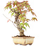 Acer palmatum, 16 cm, ± 8 ans