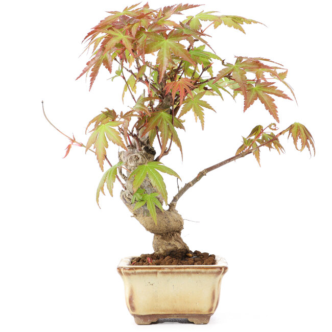 Acer palmatum, 16 cm, ± 8 Jahre alt
