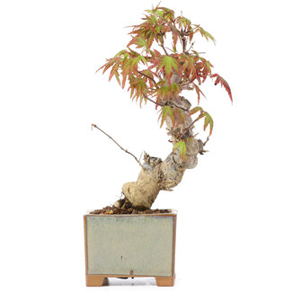 Acer palmatum, 14,5 cm, ± 8 Jahre alt