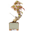 Acer palmatum, 14,5 cm, ± 8 Jahre alt