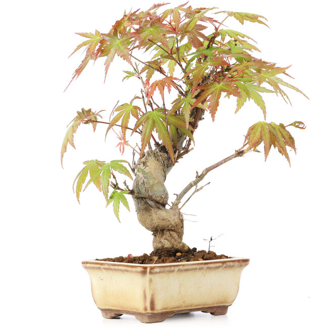 Acer palmatum, 16 cm, ± 8 ans