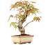 Acer palmatum, 16 cm, ± 8 anni