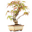 Acer palmatum, 16 cm, ± 8 ans