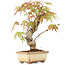 Acer palmatum, 16 cm, ± 8 years old