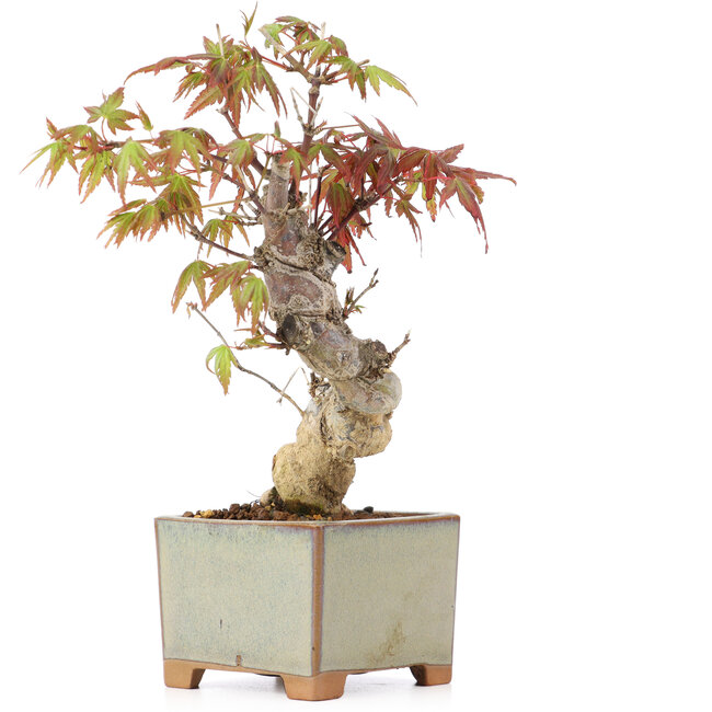 Acer palmatum, 14,5 cm, ± 8 anni